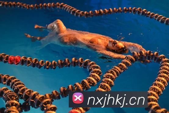 人人体育官网直播发展历程